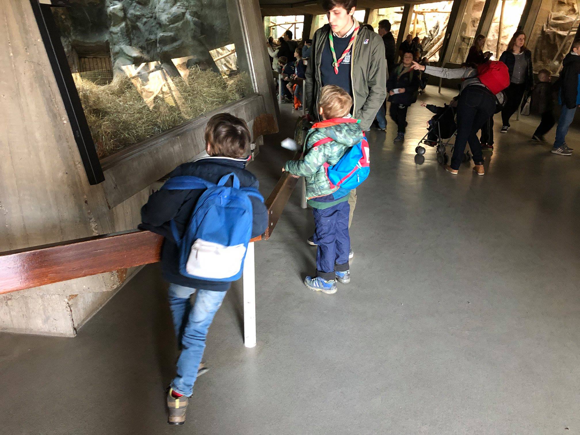 Sint-Martinus den XIIde - Zoo Antwerpen Kapoenen